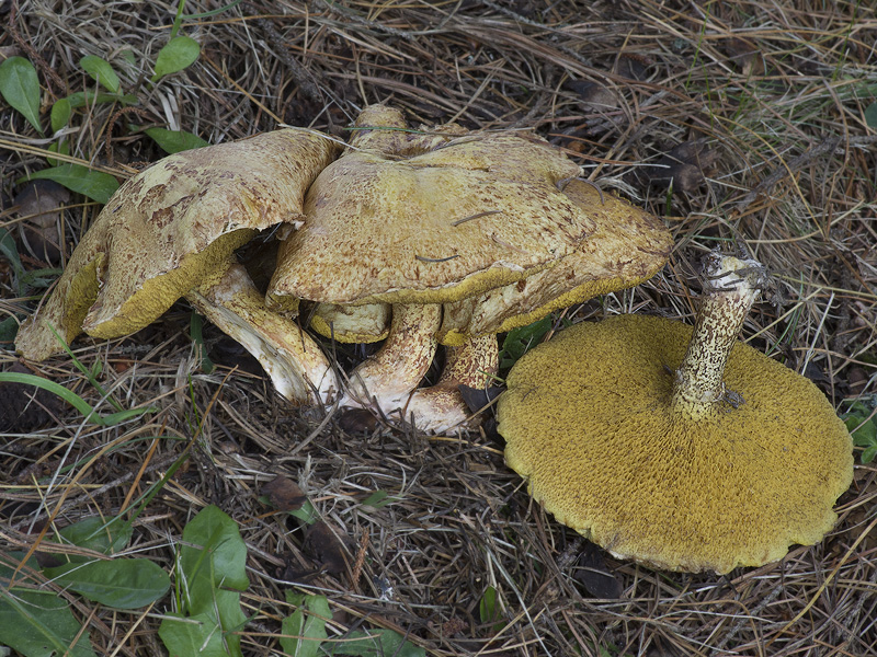 Suillus sibiricus